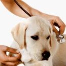 나아라 동물병원 이미지