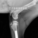 대성동물병원 이미지