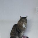 서촌농장 이미지