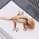 비디비렙타일