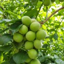 곤양한우마을 이미지