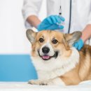 이산동물의료센터 이미지