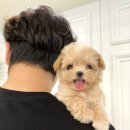 퍼피얌 그루밍 이미지