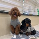 털로덮인친구들 수원시청역점 이미지