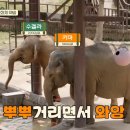 코끼리힐링 이미지