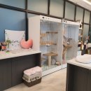 고양이 미용 미오 이미지