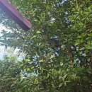 반딧불이 호텔 | 코타키나발루 반딧불이 후기, 마지막날 투어로 딱 좋았던 이유 (와그 예약)