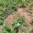 뽑기좋은날 이미지