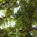 의령 충익사 모과나무 이미지