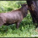 광경목장 이미지