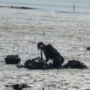 뻘낙지수산 이미지