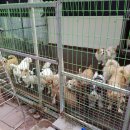 유미사 | [유미사] 남양주 보호소 3월 24일 후기