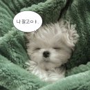 아파테이아 이미지