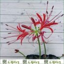 수원예조경 - 과천시 중앙로 317 | 수원예조경