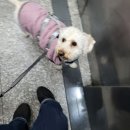 댕댕아띠 이미지