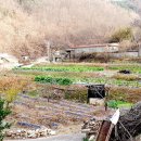 경북 안동 700평 시골 집터와 텃밭 매매 이미지