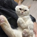 민화 속 반려동물 이미지