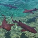 gc-camera-010 이미지