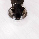 짱이야 애견미용 이미지