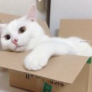 와이즈 동물병원 이미지