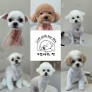리브아워 펫(Live with our pet) | [공지] 중화산동 애견미용 <리브아워 펫>🐾