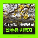 고지바위권역 장군마을 | 구례 산수유 시목지 산수유축제 차 못 들어가면 여기 가세요!