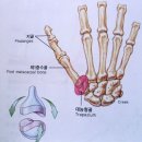 뼈 이미지