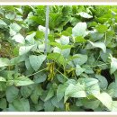 종선농장 이미지