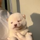 퍼피메이트 안심분양센터 동탄 강아지분양 이미지