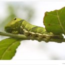 나비 한살이 이미지