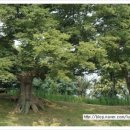 느티나무 그늘아래 평상 이미지