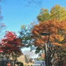 하늘 달 이야기 | 남산 하늘숲길 데크길 평일시간 이용 후기(좋았던 점, 아쉬웠던 점)