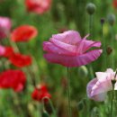 꽃밭에서 이미지