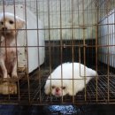 몬스터 페키니즈 이미지