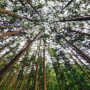 모암마을 | 전남 장성 축령산편백숲 주차장 등산코스