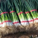 진도종합수산 이미지