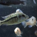 임프레스 이미지