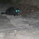 장미흑염소 이미지