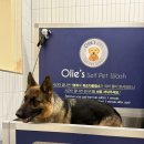 올리스24셀프목욕 이미지