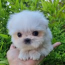 아이러브독 강아지분양 부천점 이미지