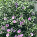 무궁화할머니경로당 이미지