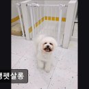 오댕펫살롱 이미지