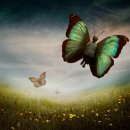 노랑나비 이미지