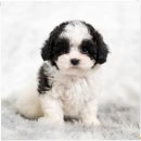 강아지 놀이터 이미지