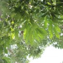 상수리PC 이미지