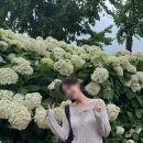 공주 유구 색동수국정원 꽃축제, 대전세종근교 수국축제 여름축제 추천