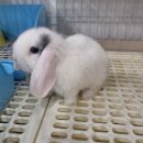 전주 햄스터 이미지