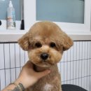 까끌레멍 이미지