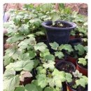 관리농장 이미지