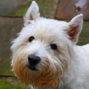 화이트동물병원 이미지